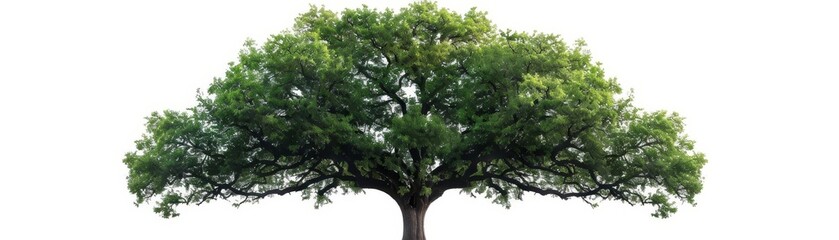 A large, majestic oak tree stands alone in a field