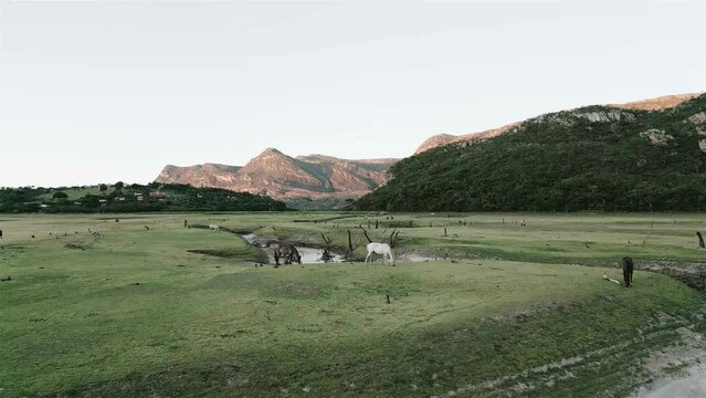 Paisagem cavalos pastando na natureza com montanhas ao fundo