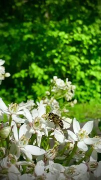 Fausse abeille sur fleurs d'oranger