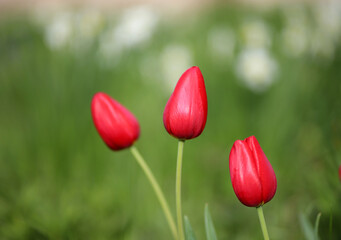 red tulips on a blurred background