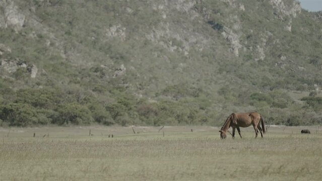 Cavalo pastando com montanhas ao fundo
