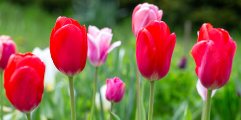 Fototapeta premium Bright red tulip flowers on a background of pink tulips, spring time banner