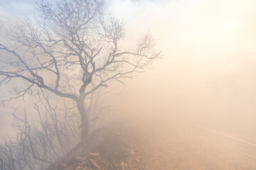 Burnt tree and fumed area