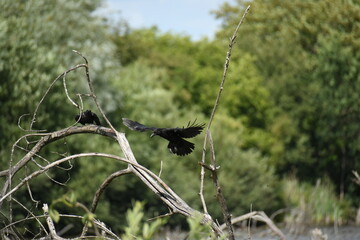 Arrivée d'un corbeau