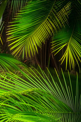 Tropical palm leaves, floral pattern background, AI footage photo