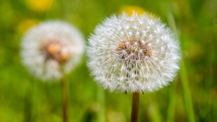 dandelions in the garden. the popular background and nature of the house. bright colors, good mood, summer time and sunny day