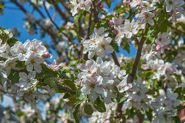White flowers bloom on an apple tree branch in spring.