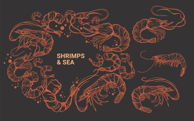 Hand drawn isolated vector set of shrimps and prawns. Shrimps and langoustines on a dark background.. Seafood, food vintage illustration.