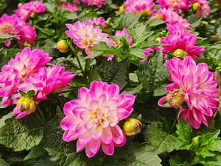 Pink Dahlia flower in the garden