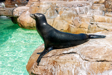 Sea lion closeup