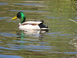 Obraz premium Pato en un estanque en Galicia