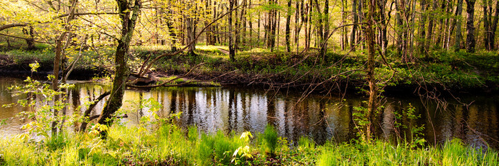 A lush green woodland in the spring, new leaves are out on the trees and grasses are growing. A river is framed by two trees with a background of an open park like forest. Morning sun creates a glow.