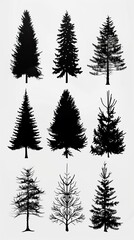 A set of nine hand-drawn pine tree silhouettes. The trees are of varying heights and shapes, and are perfect for use in a variety of design projects.
