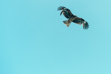 初島の空を飛ぶトンビ