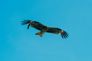 初島の空を飛ぶトンビ