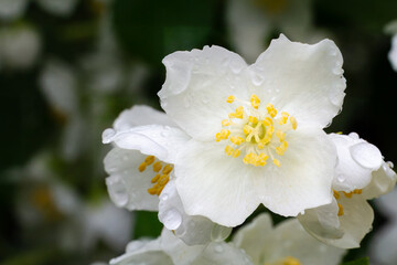 Jasmine flowers blossoming in a garden in sunny day.