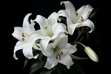 Beautiful bouquet of white lilies isolated on a black background, capturing purity and contrast