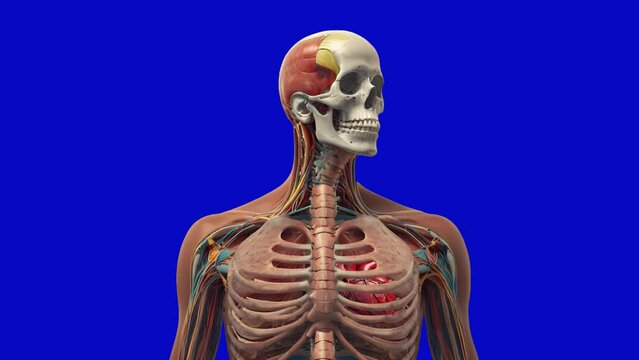  On a blue chroma key background, a bust of a human skeleton with a head is shown. Behind the ribcage, a beating heart is visible, demonstrating the cardiovascular system in action