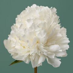 White peony flower with a bud isolated on green background.