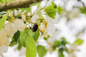 Bee on a flower