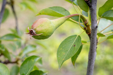 Green pear on the tree in summer day.