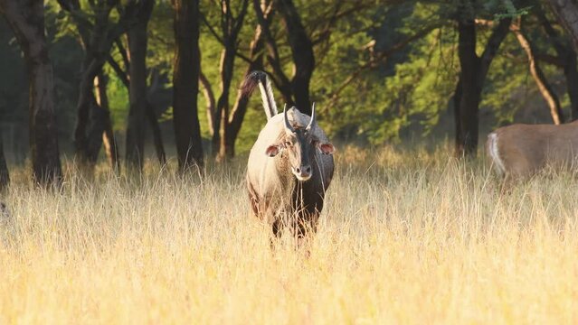 full shot of wild male nilgai or blue bull or Boselaphus tragocamelus face off before fight Largest Asian antelope head on with eye contact in ranthambore national park forest rajasthan india asia