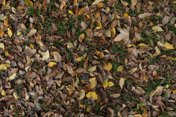 Close-up of dry autumn leaves in various stages of decay, scattered on a backdrop of green grass. Image with hues of brown, yellow, and green creating a natural, textured pattern