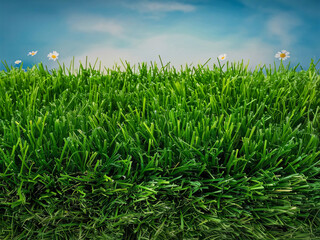 Obraz premium illustration of green Japanese hair grass texture for background, clear sky view