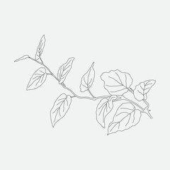Elegant leafy branch. Hand drawn line floral plant element. Rustic botanical illustration