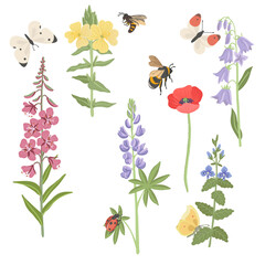 field flowers and insects, vector drawing flowering plants, butterflies,bee and ladybug at white background, floral elements, hand drawn botanical illustration