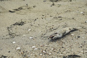 The surface of the sand with decomposing fish corpses and shell fragments on the beach indicates a...