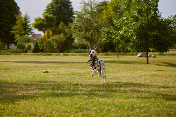 portrait of a Dalmatian dog runs through the green grass in the park, running dog