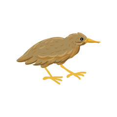 vector drawing great bittern, wild bird isolated at white background, hand drawn illustration