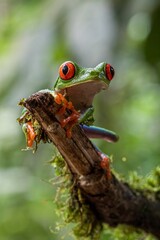 red eyed tree frog