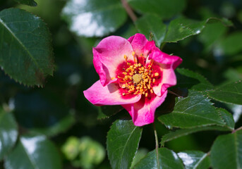Small brightly coloured Red / pink rose in full bloom against healthy shiny green leaves