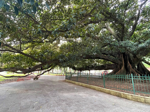 The largest ficus in Buenos Aires. Argentina. El Gran Gomero rubber tree with huge roots.