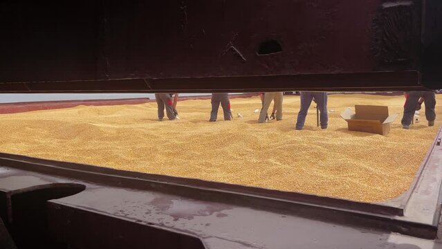 A team of fumigators treats grain in the hold of a ship with chemicals before shipment. Fumigation against Wheat weevils parasites using a sonde