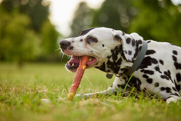 girl gives bone to dalmatian dog, dog food