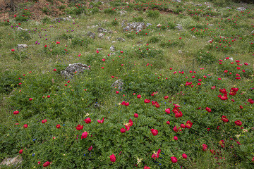 Wild peonies in the forest on Mount Nif, Izmir. (Paeonia peregrina romanica).