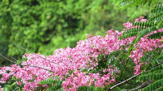 Rain in the forest with pink wild flowers
