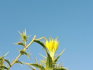carthamus oxyacantha flower or Wild safflower, jeweled distaff thistle plant flower.jeweled distaff thistle flower pattern background
