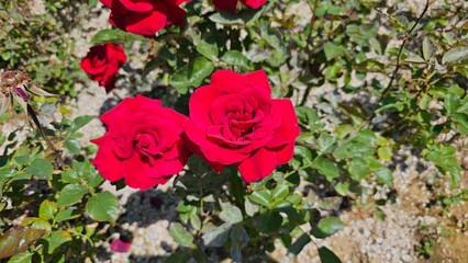 봄에 활짝 핀 빨간 장미꽃