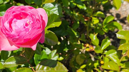 활짝 핀 핑크색 붉은 장미