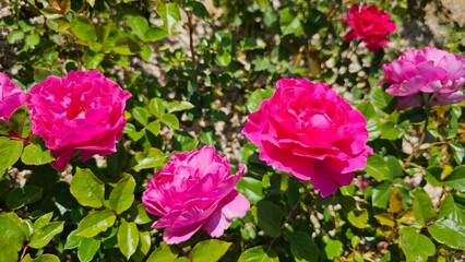 활짝 핀 핑크색 붉은 장미