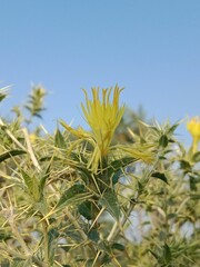 carthamus oxyacantha flower or Wild safflower, jeweled distaff thistle plant flower.jeweled distaff thistle flower pattern background