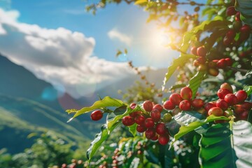 Coffee plant with red coffee beans on a tree in the mountains, closeup, blurred background, sunny day, blue sky and clouds, green mountain landscape. Commercial photo, soft light, high resolution.