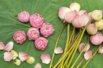 The pink lotus flower is selected only for its buds and beautifully carved petals for worshiping