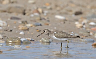 Common Sandpiper (Actitis hypoleucos). Crete, Greece 
