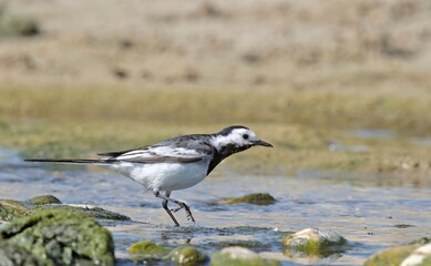 White wagtail (Motacilla alba), Greece