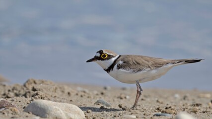 Little Ringed Plover - Charadrius dubius, Greece
